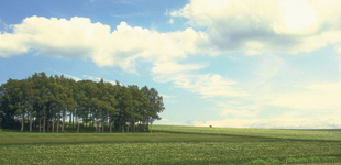 ちば生活習慣病内科クリニックロゴ