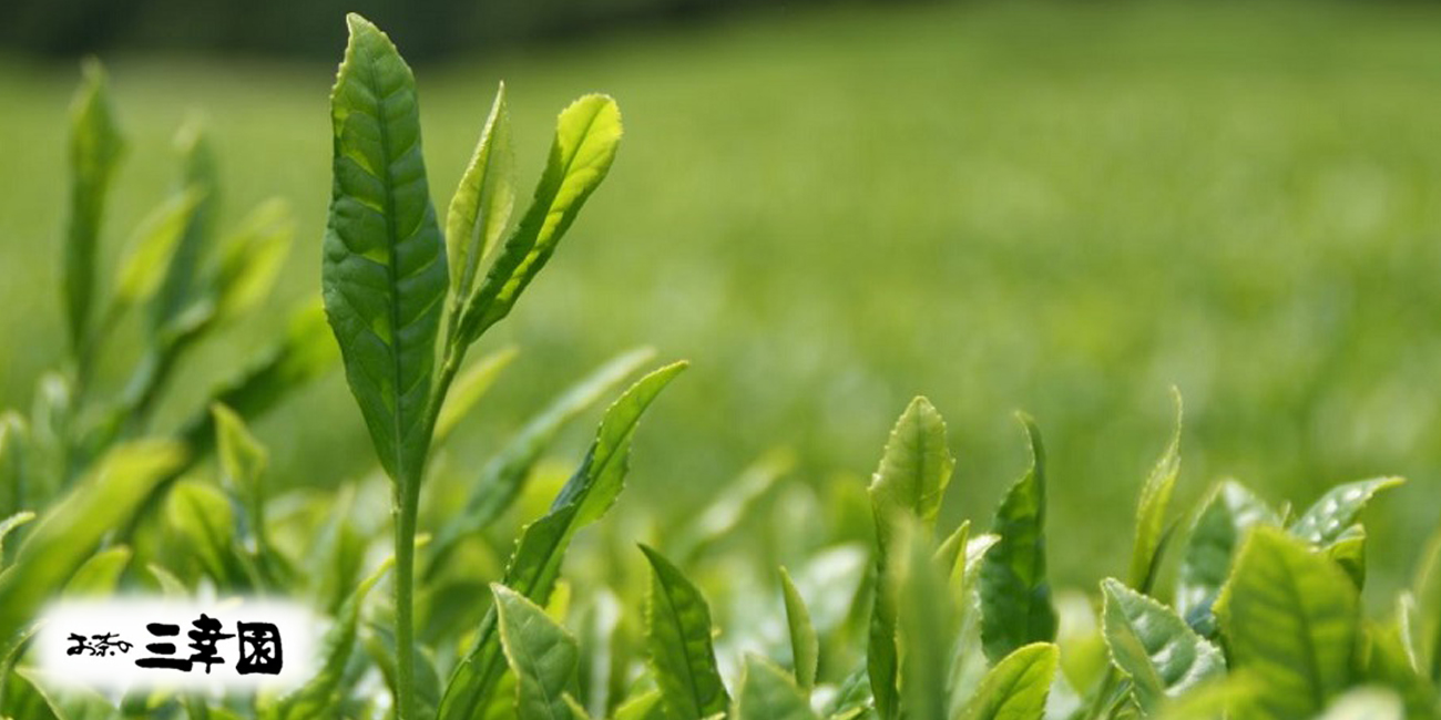 日本茶を使用した様々な商品を紹介