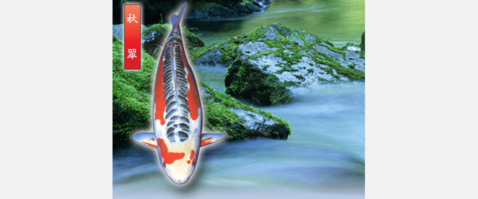 湧清水 97 ろ過 錦鯉 池 プール