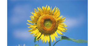 マキ・サンクリーンロゴ