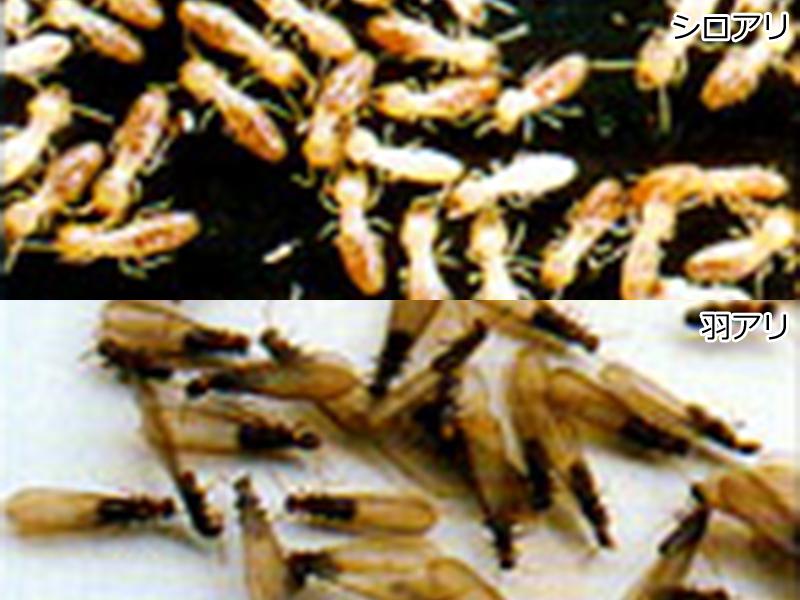 酒田市 害虫駆除 害獣駆除 有限会社サプラス サニー消毒 酒田市 害虫駆除 害獣駆除 有限会社サプラス サニー消毒